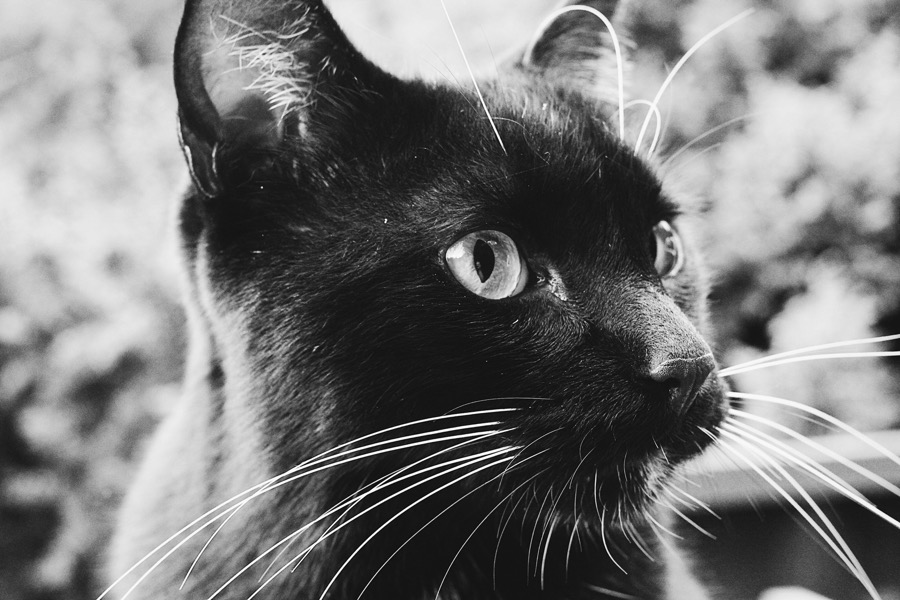 くろ(黒猫)