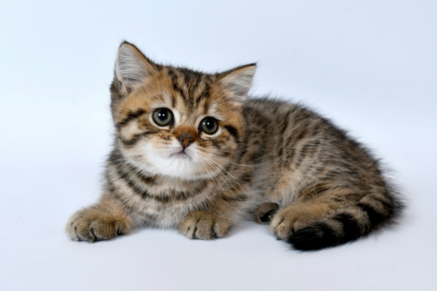 みけ(子猫)