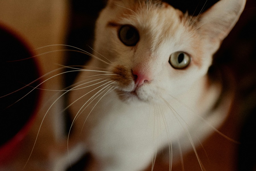 もも(三毛猫)