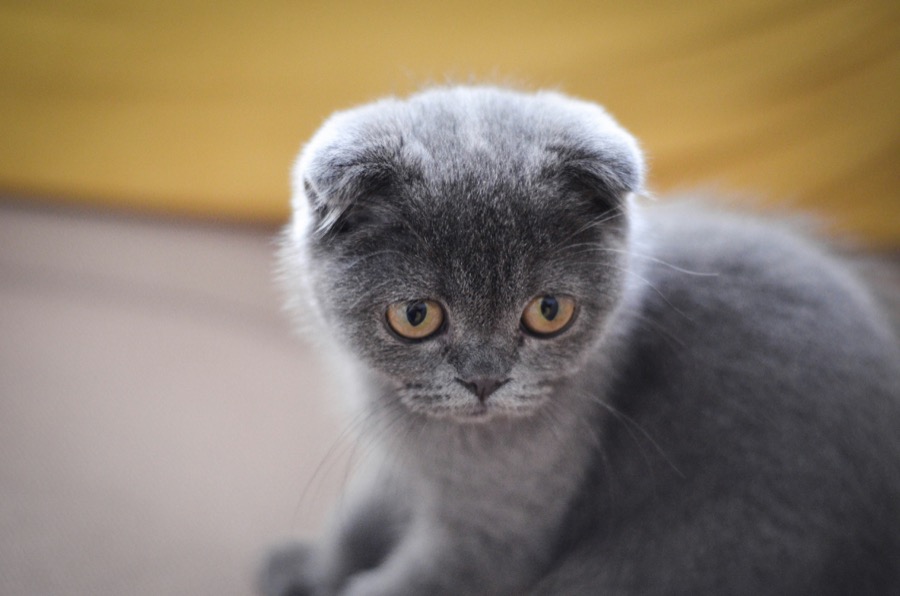 そら(グレー猫)